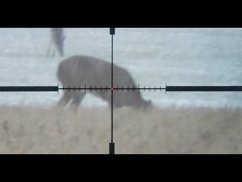 Видео: Охота на оленей в конце сезона с винтовками Bushmasters калибра .450