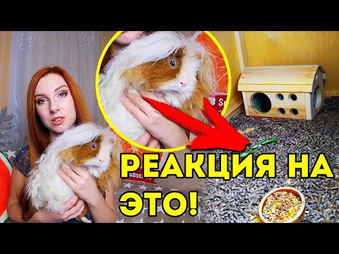 Видео: РЕАКЦИЯ на СОДЕРЖАНИЕ ПИТОМЦЕВ ПОДПИСЧИКОВ | SvinkiShow