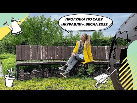 Видео: Обзор сада "Журавли" весной | Спиреи | Спирея серая | Пузыреплодники | Малоуходный сад