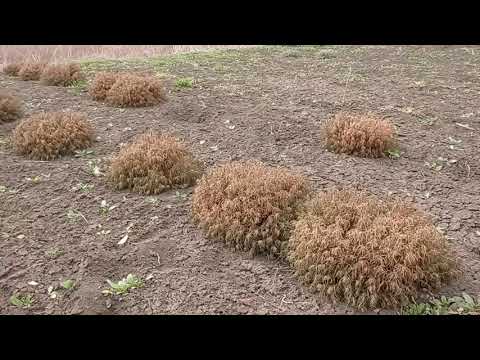 Видео: Весенняя обрезка Сантолины.