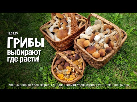 Видео: ГРИБЫ-АЛЬПИНИСТЫ! Растут, где хотят, а мы находим!)