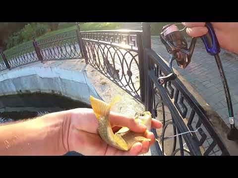 Видео: Рыбалка в Москве. Большой Графский пруд.