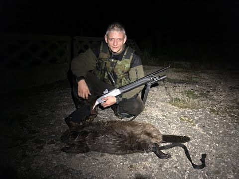 Видео: Охота на бобра с гладким. БЕКАС-АВТО. Фонарь Armytek Viking и Wizard #охотанабобра #dmitriysumrak