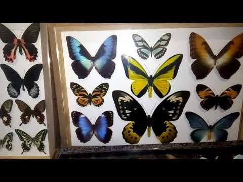 Видео: Как сохранить коллекции Бабочек!🦋🦋🦋
