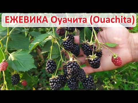 Видео: Ежевика Аучита (Оуачита, Ouachita) - плюсы и минусы. Обзор сорта безшипой ежевики