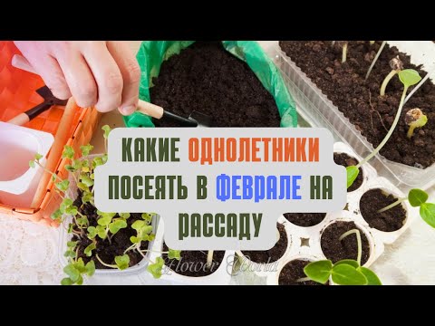 Видео: Какие однолетники посеять в феврале на рассаду🌼😊