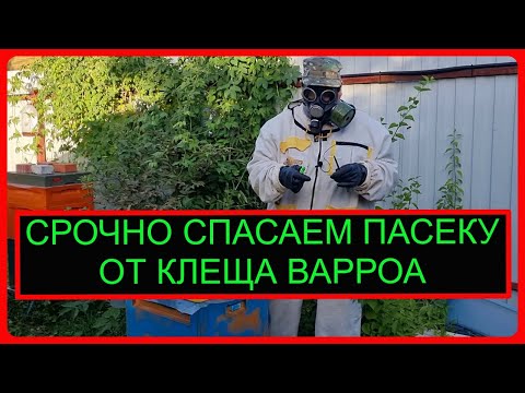 Видео: Срочное лечение варроатоза пчел в экстренных случаях. Видео по пчеловодству для начинающих 2022