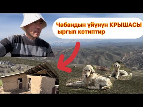Видео: Чыныгы Чабан жашоону эми көргөзөм