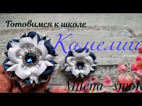 Видео: #камелии Школьные Камелии для начинающих