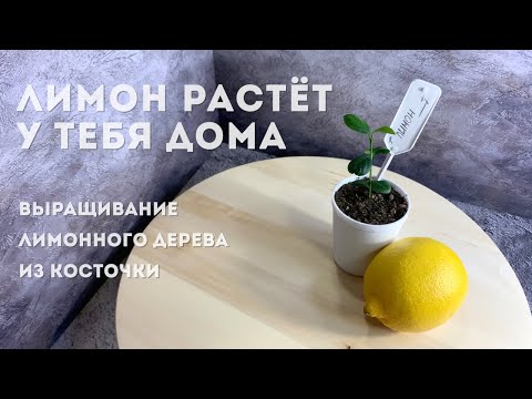 Видео: Лимон растёт у тебя дома | Выращивание лимонного дерева из косточки [СНАЧАЛА БЫЛО СЕМЕЧКО]