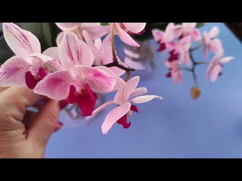 Видео: 15.05.21.ОРХИДЕИ бабочки Gem групповая посадка..