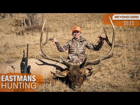 Видео: Два гиганта, два дня! Охота на лосей с гризли в 4K