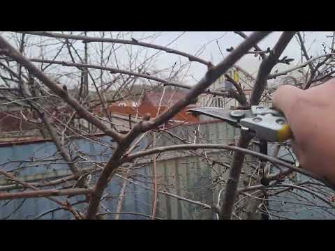 Видео: Як обрізати правильно Вишню