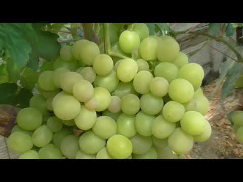Видео: Виноград а Подмосковье.