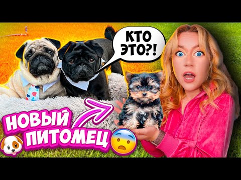 Видео: Мопсы В ШОКЕ😨НОВАЯ СОБАКА в Доме!🐶 ПЕРВОЕ ЗНАКОМСТВО! Едем Первый РАЗ к ГРУМЕРУ!