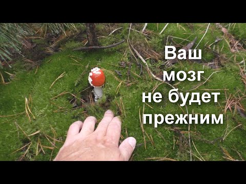 Видео: Красный мухомор - путь к потусторонней силе высшего разума. Даже не думайте трогать!!! ЯД!!!