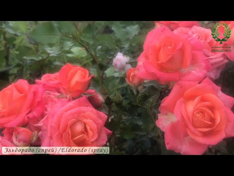 Видео: Обрезка спреевых роз и Чайно-гибридной розы Элины