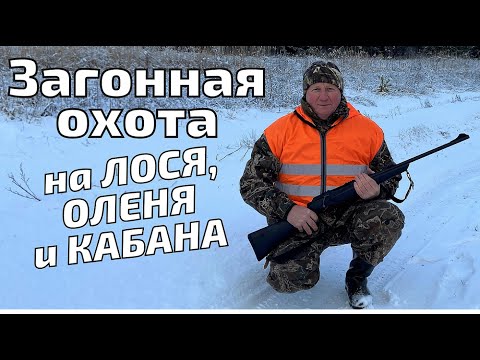 Видео: Загонная охота на ЛОСЯ, ОЛЕНЯ и КАБАНА! ПОВЕЗЛО! Кабаны вышли на меня!