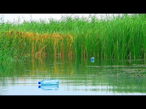 Видео: НАЛОВИЛИ на бутылки ЗМЕЕГОЛОВА, рыбалка на реке ИЛИ, сазан, змееголова, сом, часть 2
