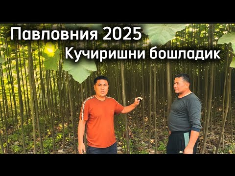 Видео: ПАВЛОВНИЯ КУЧАТЛАРИ 2025 НАРХЛАРИ ( Павловния кучатлари ) ( Павловния дерево)