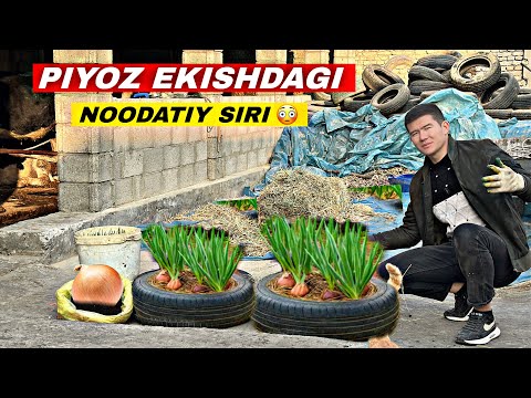 Видео: ЭНДИ ХЕЧ КИМ ҚИШДА ПИЁЗ СОТИБ ОЛМАЙДИ! ПИЁЗ ЭКИШНИНГ ЯНГИЧА СИРИ 😳
