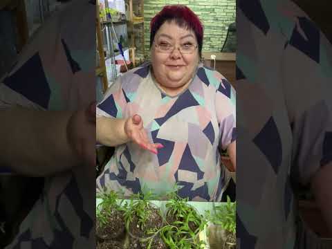 Видео: АЛИССУМ СНОУ ПРИНЦЕСС  ВЫРАЩИВАНИЕ, ЧЕРЕНКОВАНИЕ