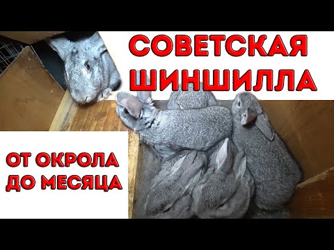 Видео: СОВЕТСКАЯ ШИНШИЛЛА от рождения до месяца