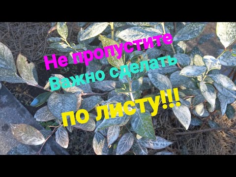 Видео: Обязательная ОСЕННЯЯ ОБРАБОТКА голубики по листу!!!