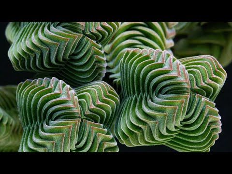 Видео: КРАССУЛА ХРАМ БУДДЫ - РАЗМНОЖЕНИЕ СУККУЛЕНТА, УХОД