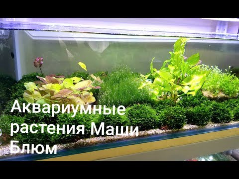 Видео: Аквариумные растения Маши Блюм