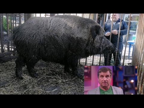 Видео: Фунтик набрал 8 млн. просмотров!!!!!