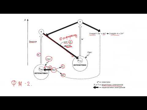 Видео: фотосинтездің жарық фазасы  фотожүйе 2 мен 1 (фотосинтез 6-видео)