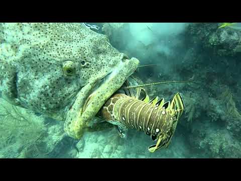 Видео: Гигантский групер - уникальная рыба Карибского моря.