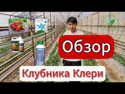Видео: Популярный сорт клубники Клери