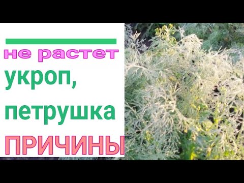 Видео: 🌱❓ ПОЧЕМУ НЕ РАСТЕТ УКРОП И ПЕТРУШКА. СПРАШИВАЕТЕ - ОТВЕЧАЮ. 9 ОСНОВНЫХ ПРИЧИН