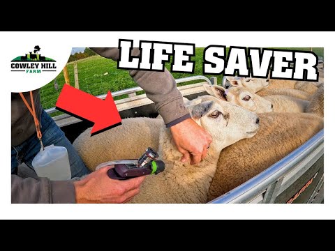 Видео: МОЖЕМ ЛИ МЫ ВАКЦИНИРОВАТЬ 500 ОВЕЦ ЗА ДЕНЬ?!