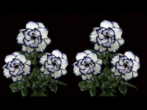 Видео: Как сделать розы из полиэтиленовых пакетов - идеи цветочных поделок