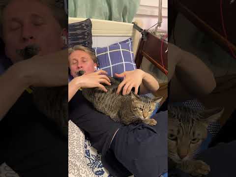 Видео: Музыкальный кот