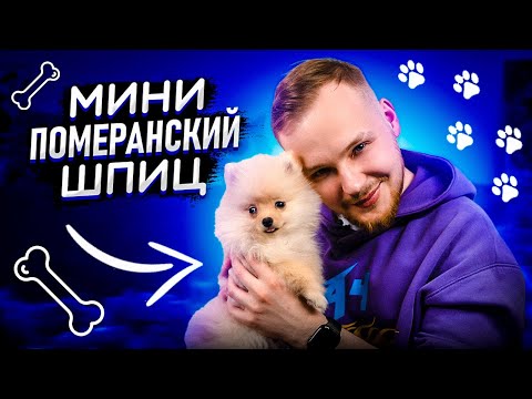 Видео: Мини померанский шпиц| Личный опыт владения| Все о породе