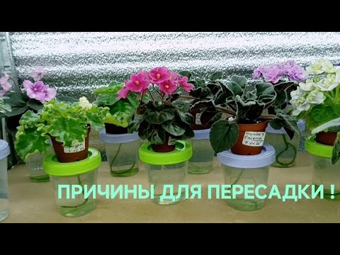 Видео: ПРИЗНАКИ ДЛЯ ПЕРЕСАДКИ ФИАЛКИ !