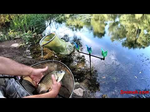 Видео: Супер риболов на Челопеченският канал