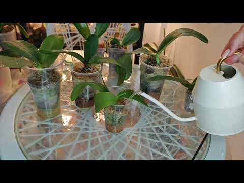 Видео: ЧУДЕСНОЕ Восстановление❗ ЛЕЧЕБНАЯ манипуляция для ОРХИДЕЙ, ПРОДОЛЖЕНИЕ ОРХОЭКСПЕРЕМЕНТА