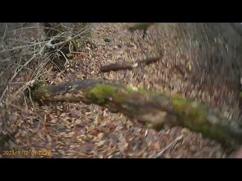 Видео: Охота на куницу капканами. 2023-2024. за ночь две куницы.