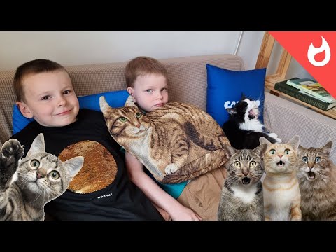 Видео: Котики ждут вас в меховом кафе в Калуге   Котокафе