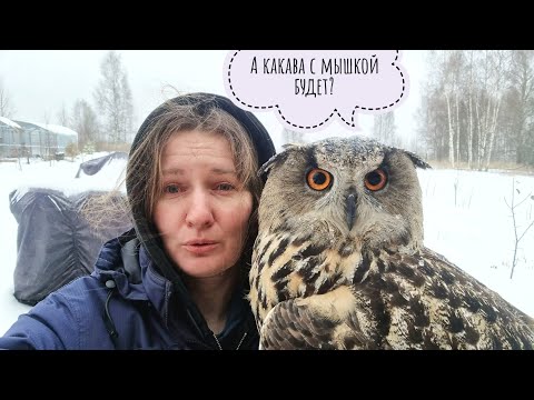 Видео: Сова в ледяном шлеме пришла оттаивать домой. Кошка Морошка гуляет под ледяным дождём