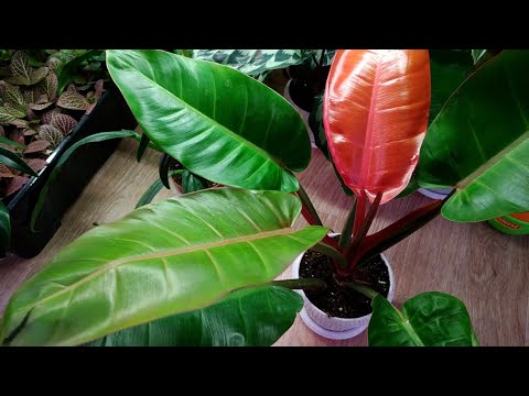 Видео: Цветочные будни #4 -  загущаем традесканцию и рассаживаем калатею