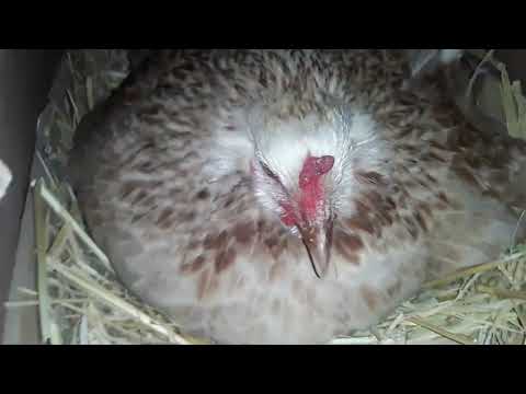 Видео: Тауықты 🐔қалай қурқ қылуға болады