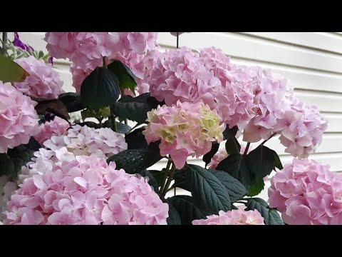 Видео: Уход за крупнолистной гортензией после зимовки