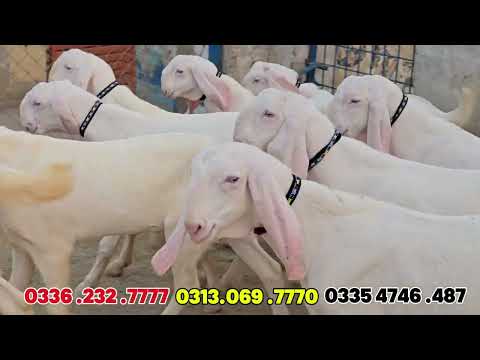 Видео: Утро среды, 29-го числа 2025 г. Рынок коз, дешевая большая коза, видео о козьей ферме, козоводство