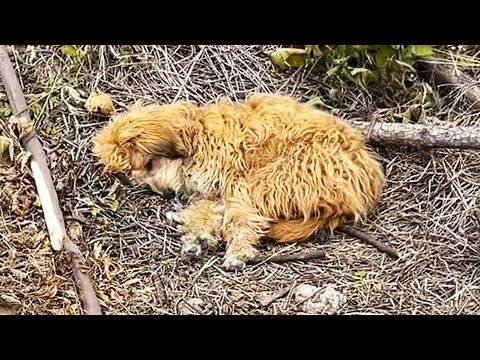 Видео: Поняв, что его совсем бросили, щенок грустно свернулся калачиком.